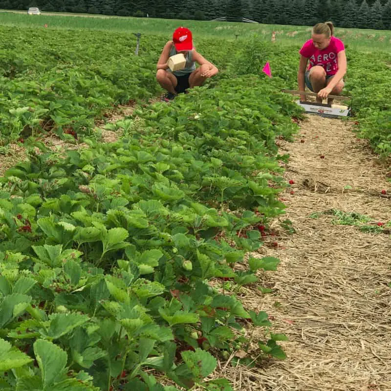 Girls picking strawberries